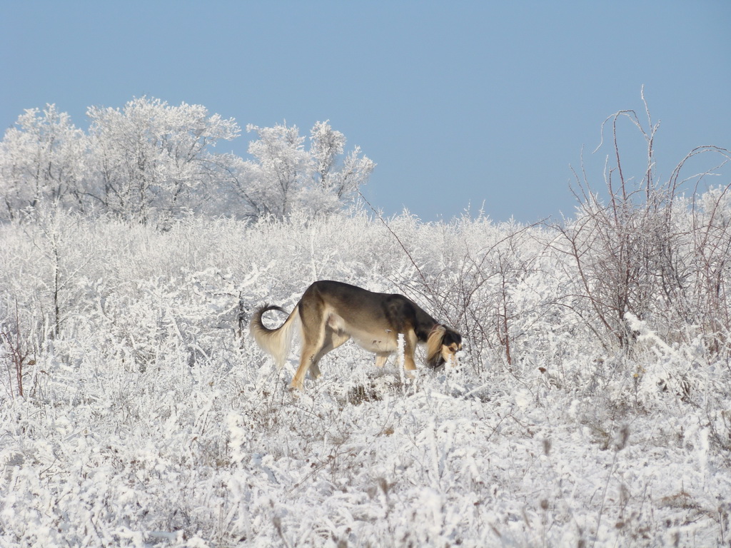 Bankov 25.12.2007