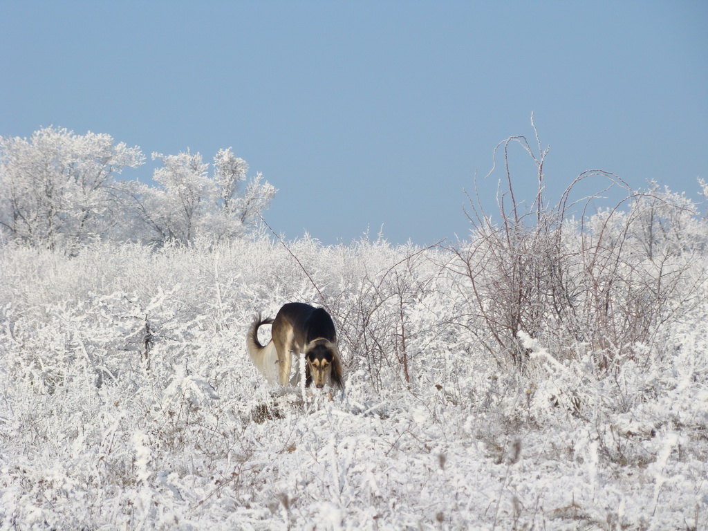 Bankov 25.12.2007