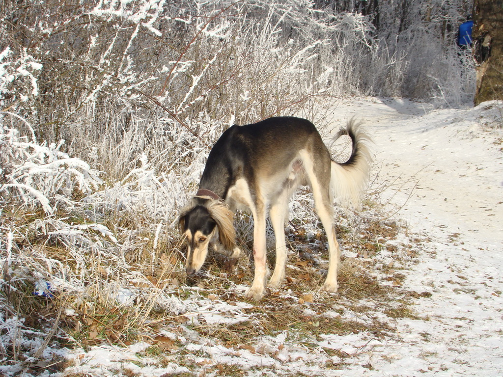 Bankov 25.12.2007