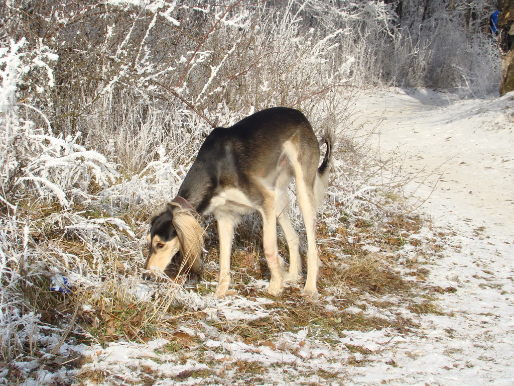 Bankov 25.12.2007