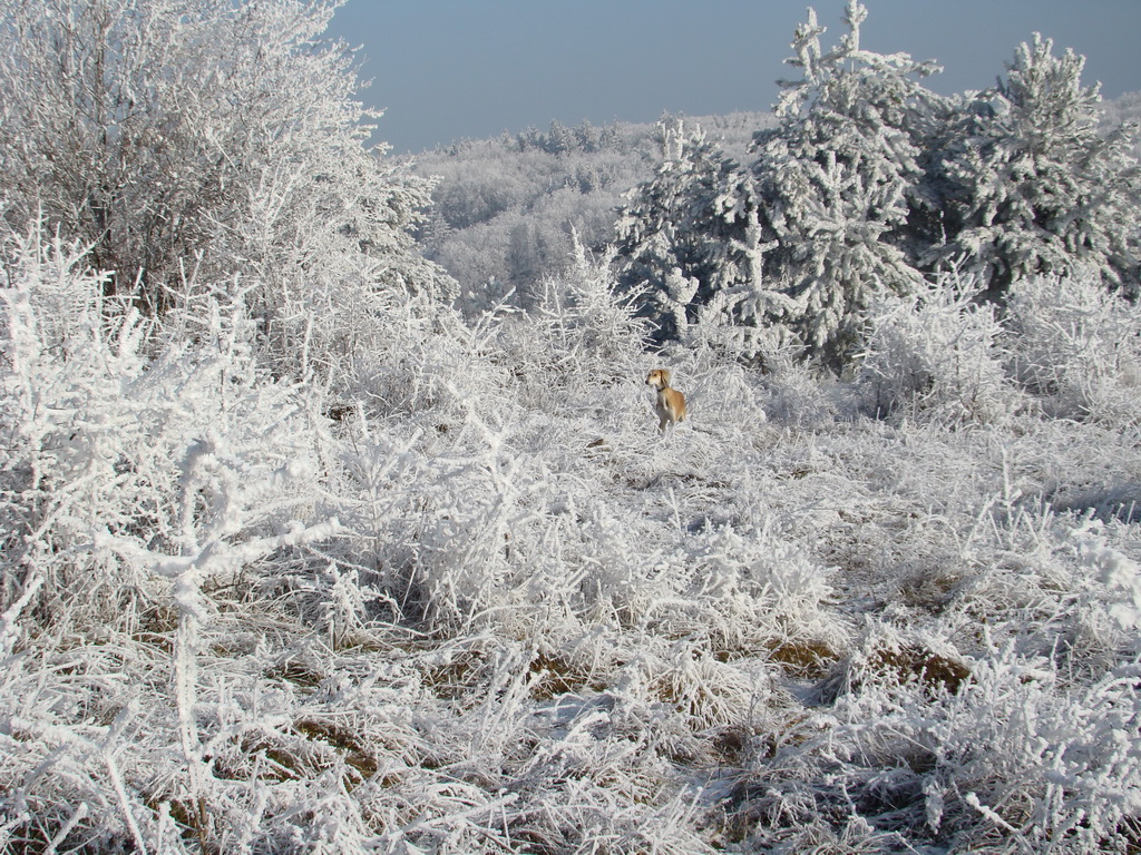 Bankov 25.12.2007