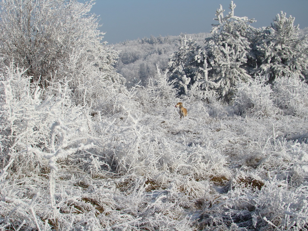 Bankov 25.12.2007