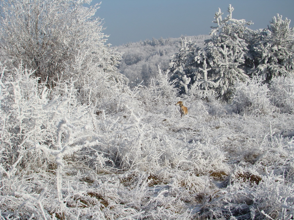 Bankov 25.12.2007