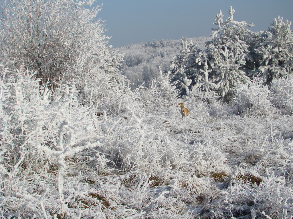 Bankov 25.12.2007