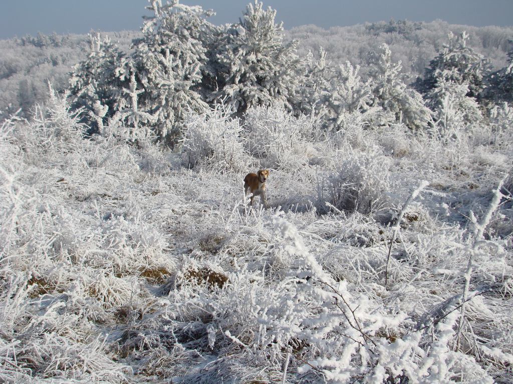 Bankov 25.12.2007