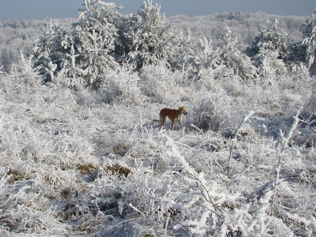 Bankov 25.12.2007