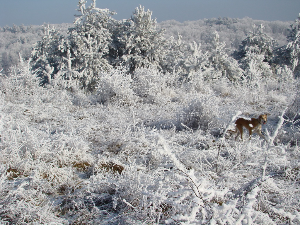 Bankov 25.12.2007