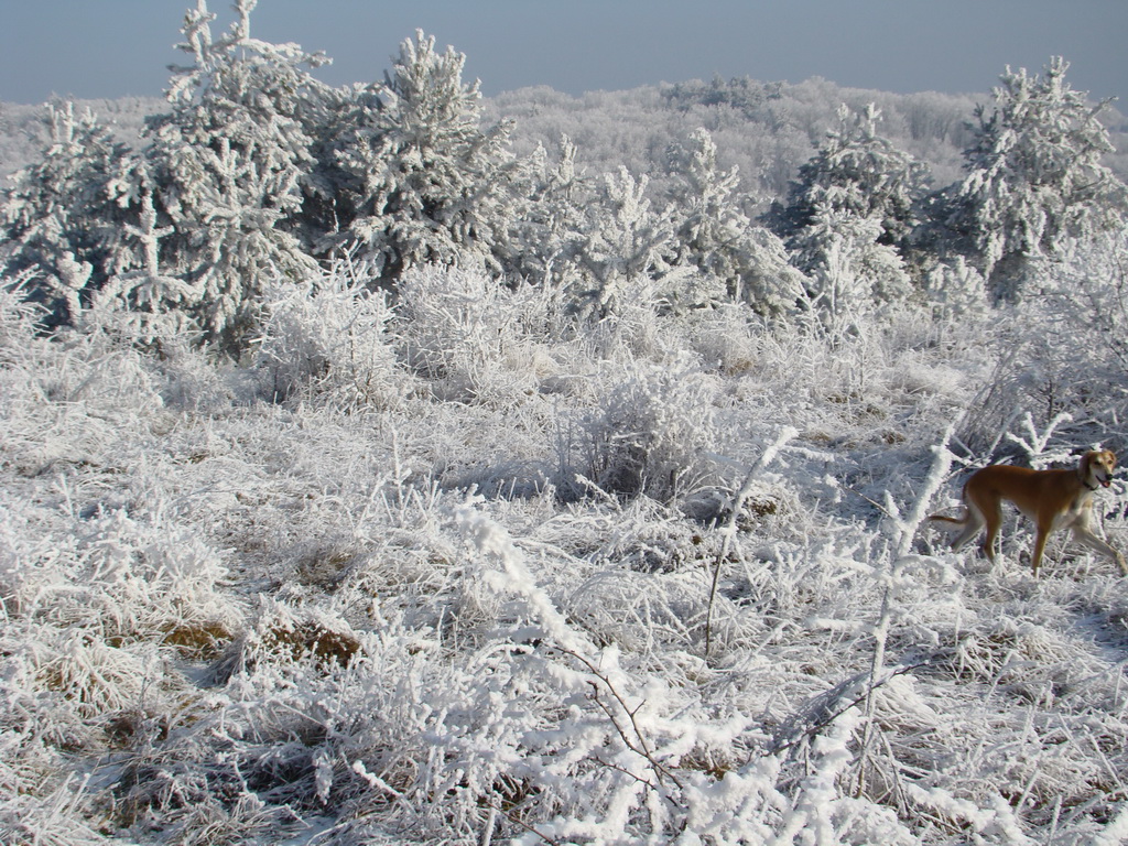 Bankov 25.12.2007