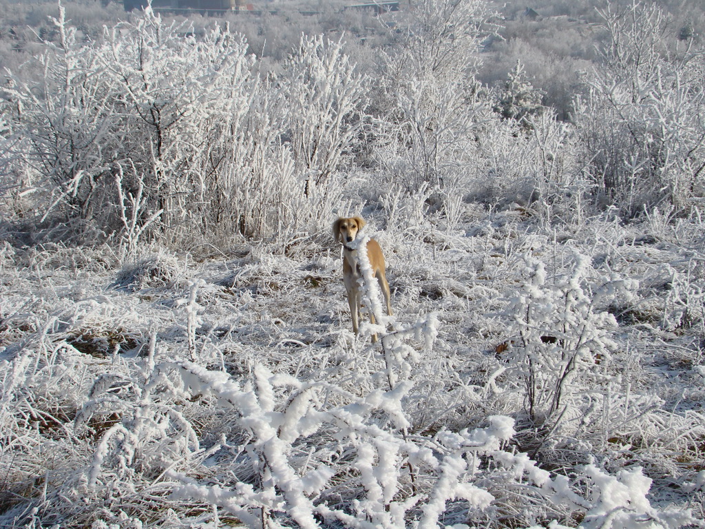 Bankov 25.12.2007