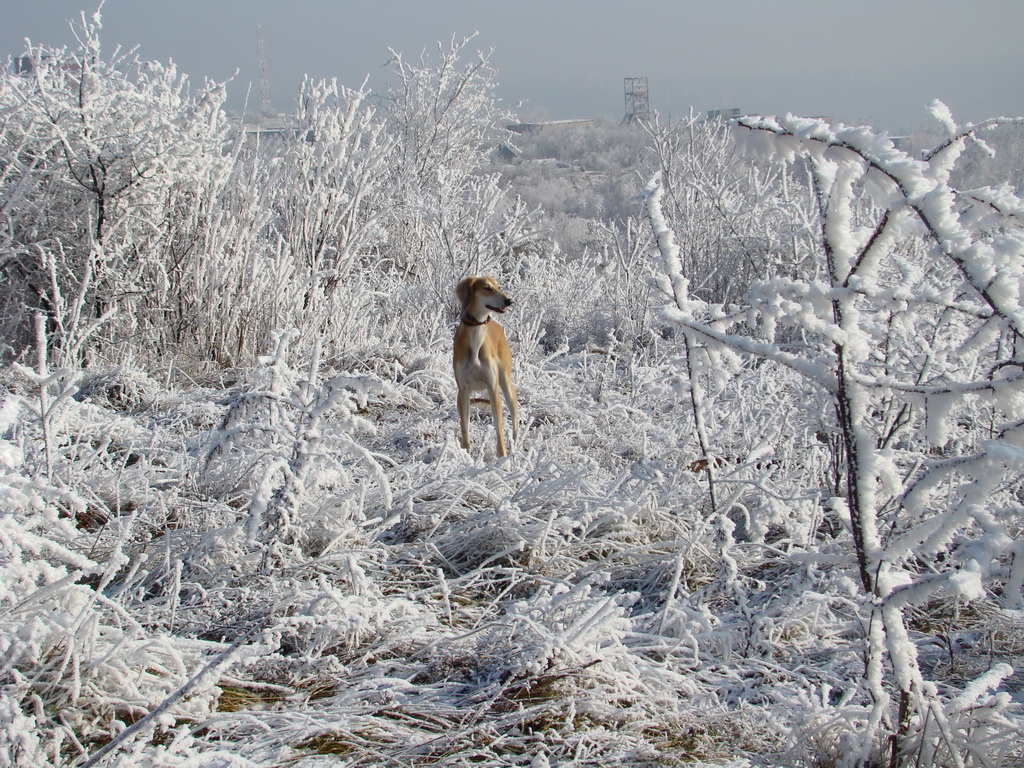 Bankov 25.12.2007