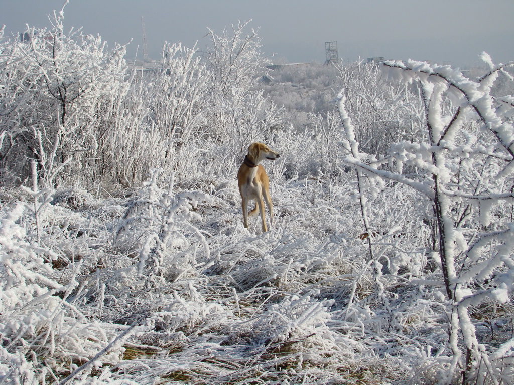 Bankov 25.12.2007