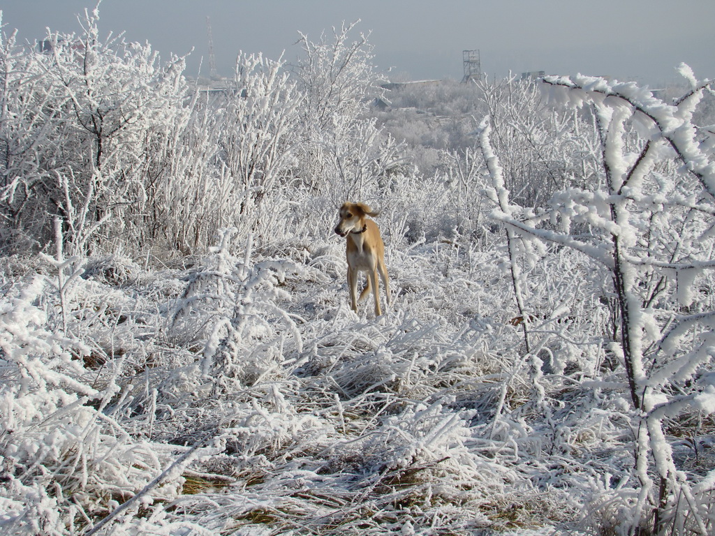 Bankov 25.12.2007