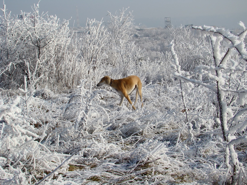 Bankov 25.12.2007