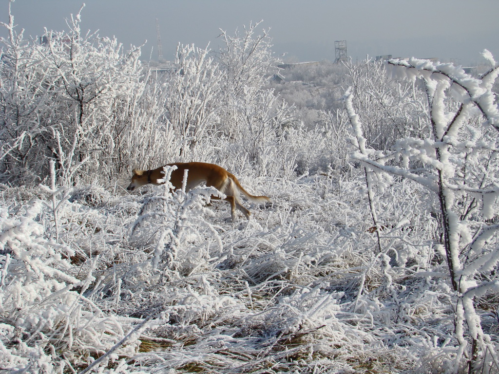 Bankov 25.12.2007