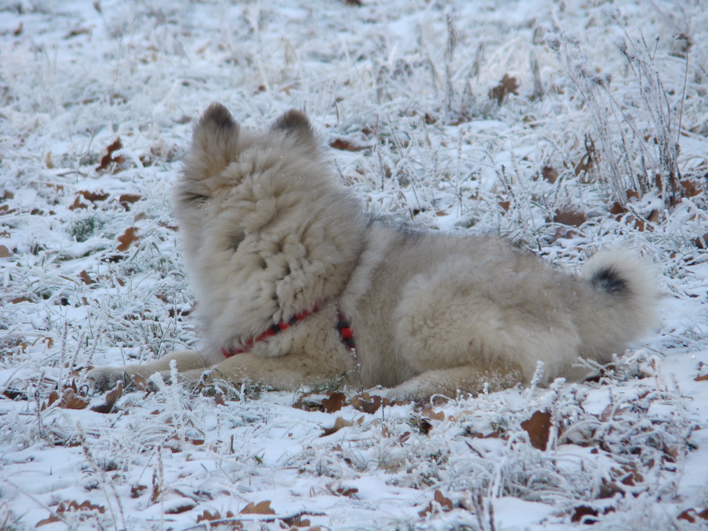 Bankov 25.12.2007