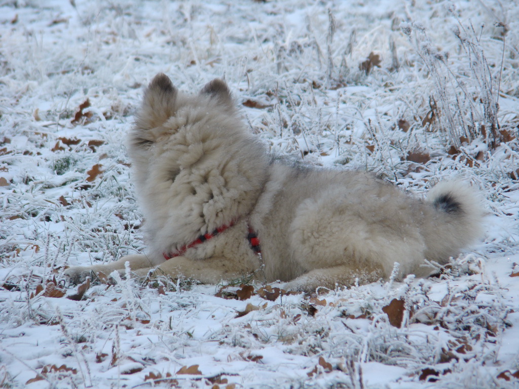 Bankov 25.12.2007