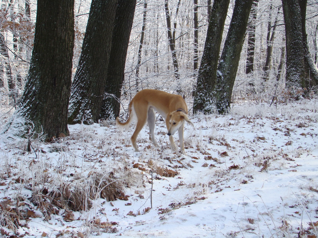 Bankov 25.12.2007