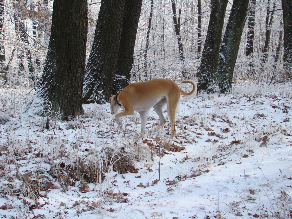 Bankov 25.12.2007