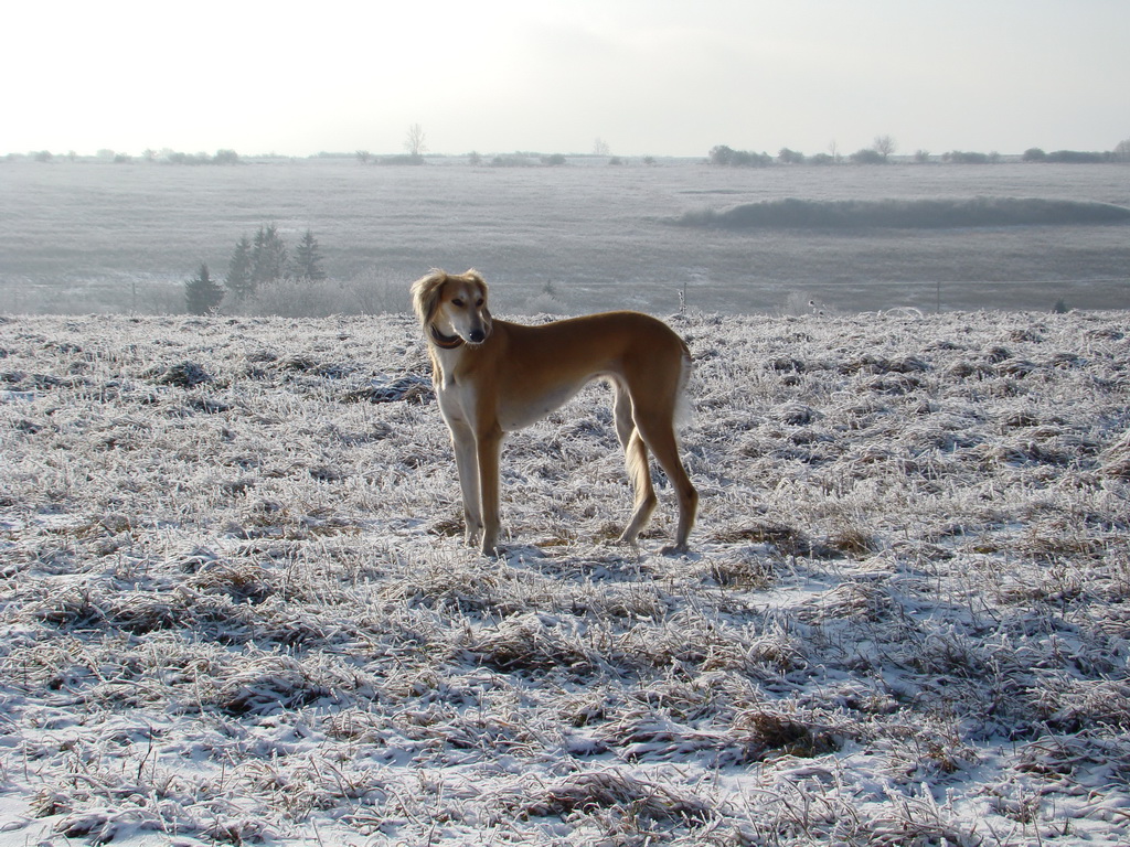 Bankov 25.12.2007