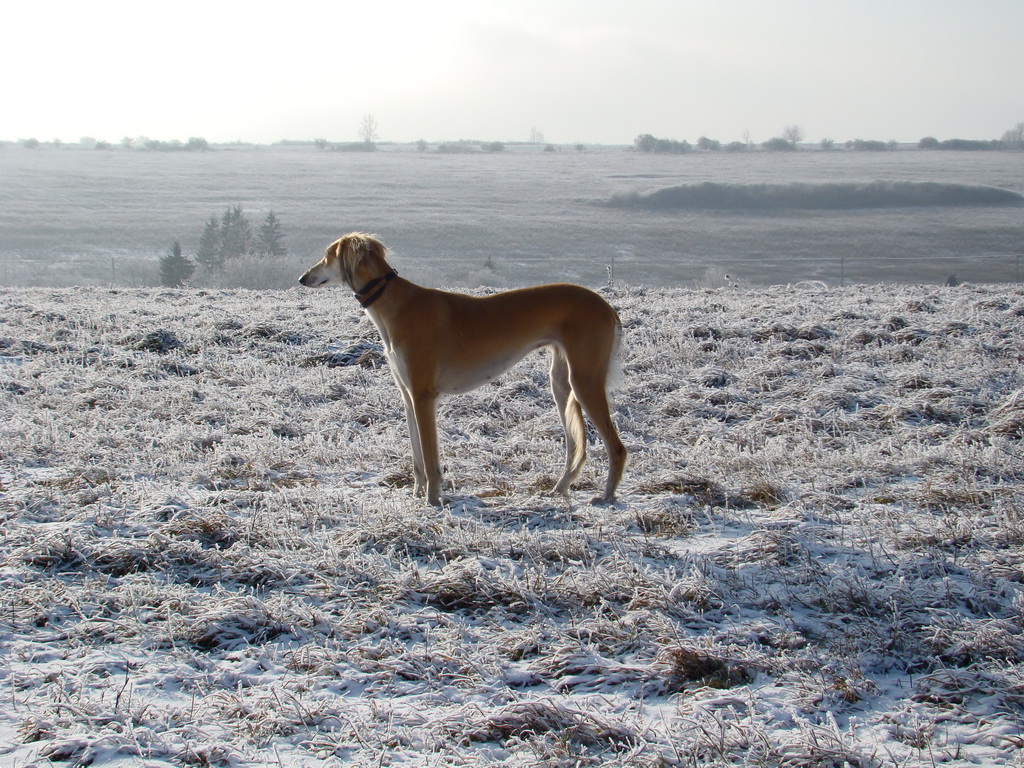 Bankov 25.12.2007