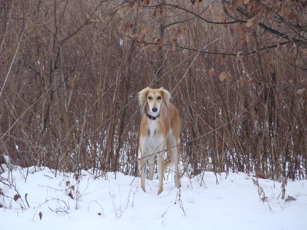 Anička 12.1.2008