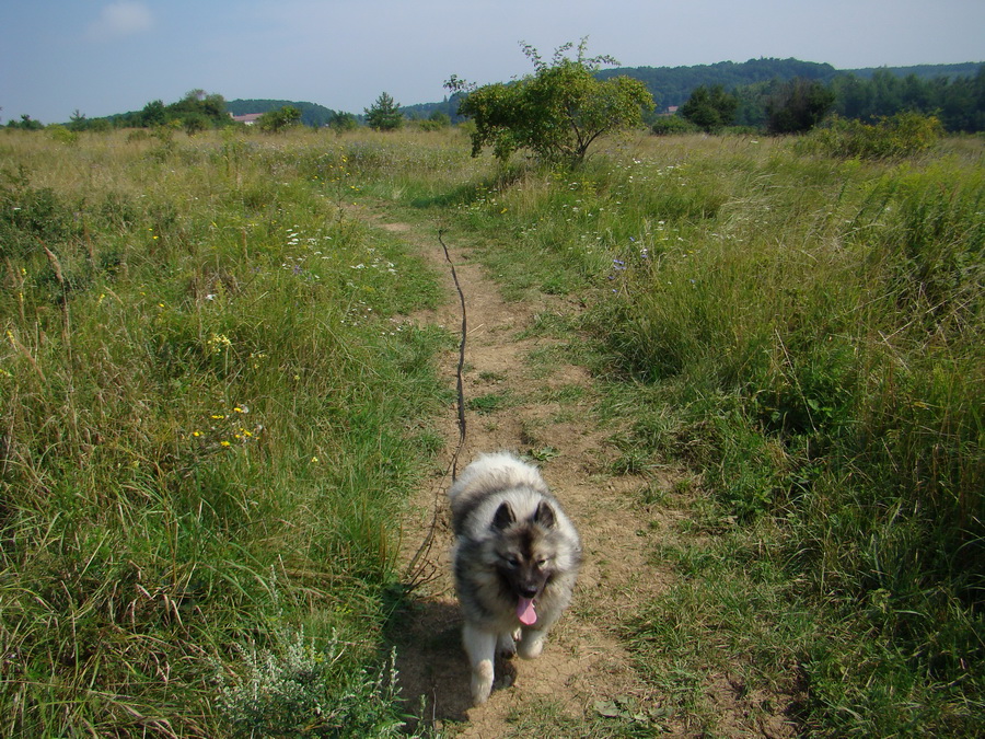 Bankov 03.08.208