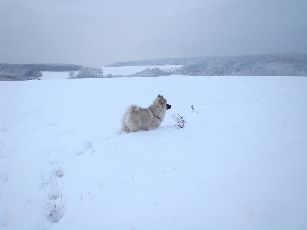 Bankov 1.1.2008