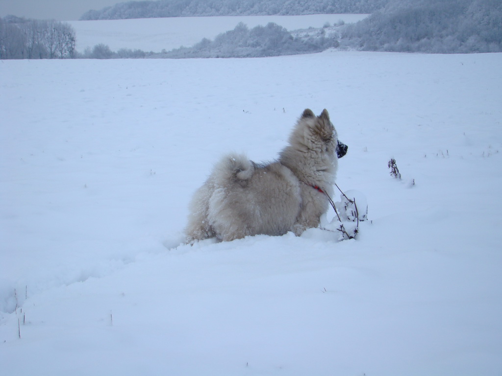 Bankov 1.1.2008