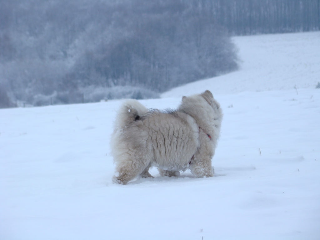 Bankov 1.1.2008