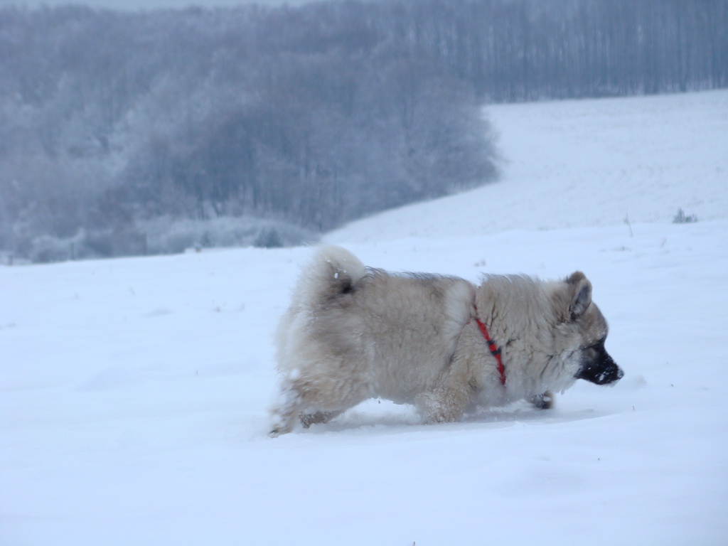 Bankov 1.1.2008