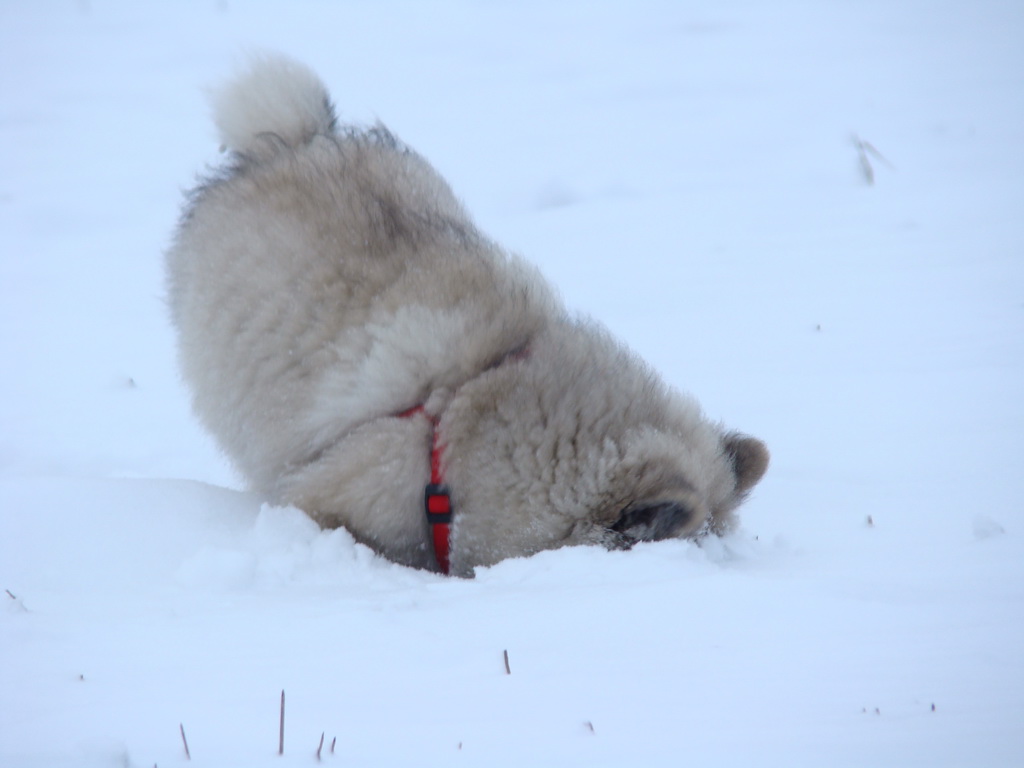 Bankov 1.1.2008