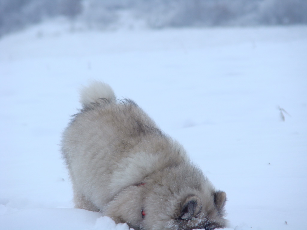 Bankov 1.1.2008