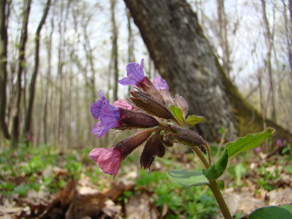 Bankov 13.04.2008