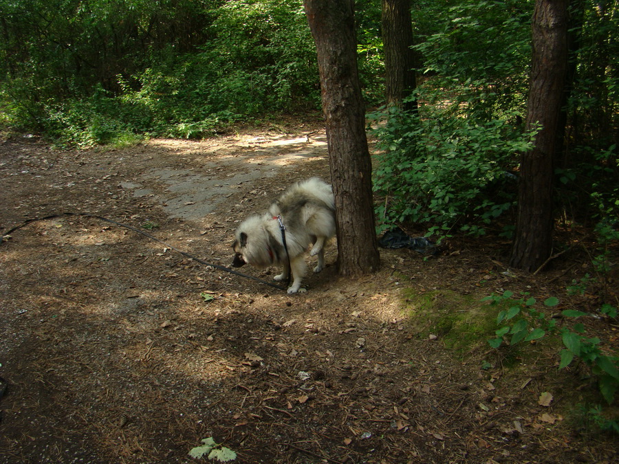 Bankov 16.08.2008