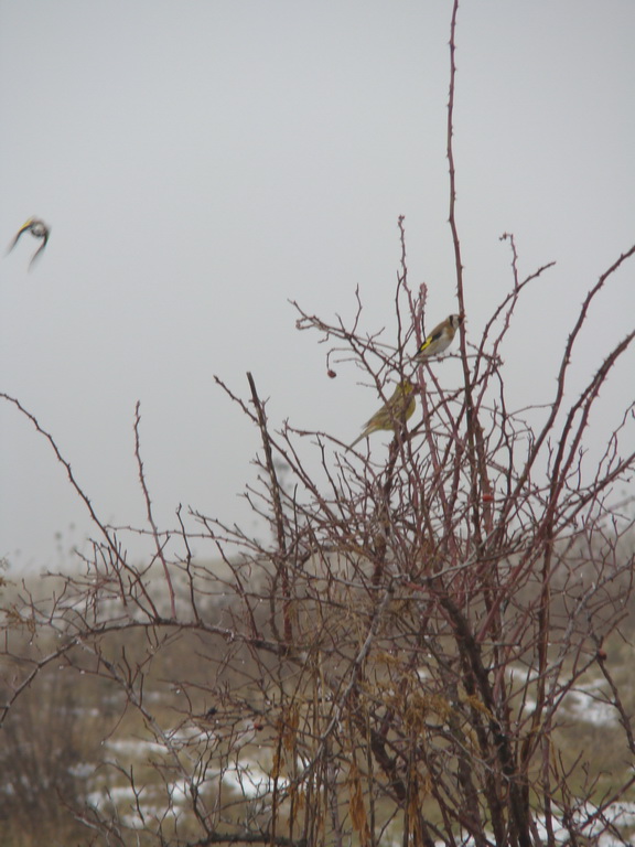 Bankov 20.01.2008