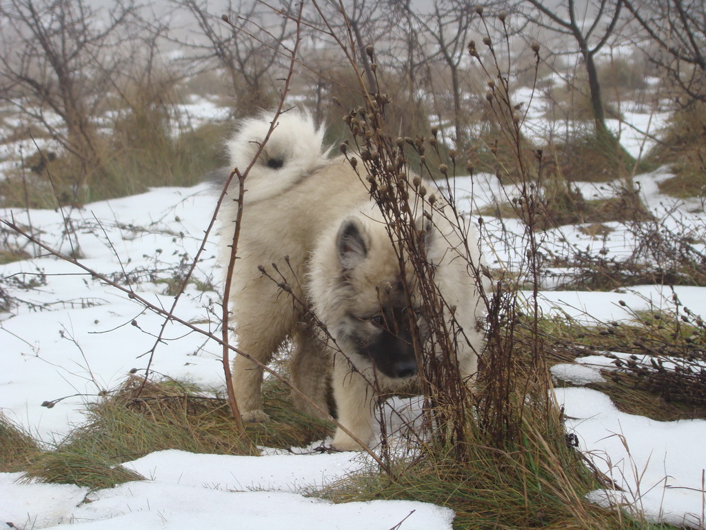 Bankov 20.01.2008