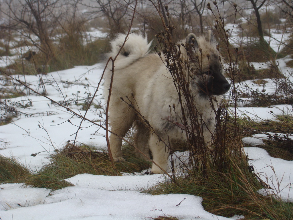 Bankov 20.01.2008