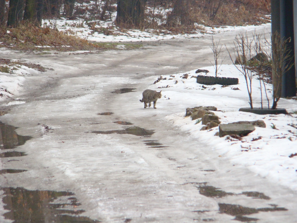 Bankov 20.01.2008