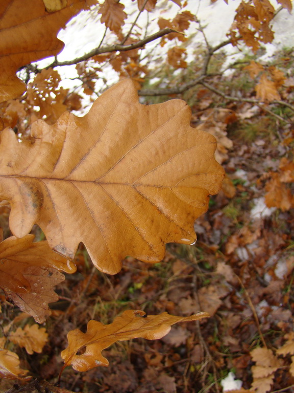 Bankov 20.01.2008