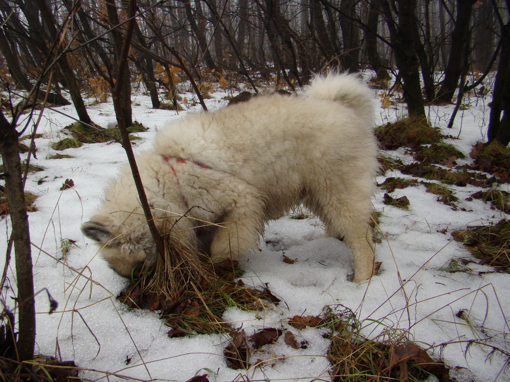 Bankov 20.01.2008