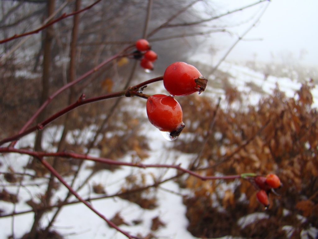 Bankov 20.01.2008