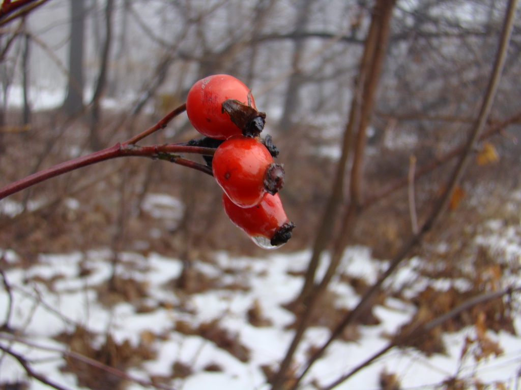 Bankov 20.01.2008