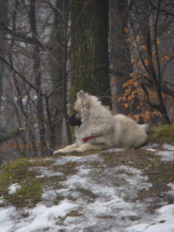 Bankov 20.01.2008