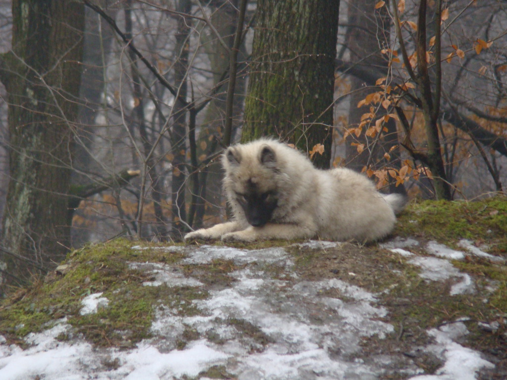 Bankov 20.01.2008