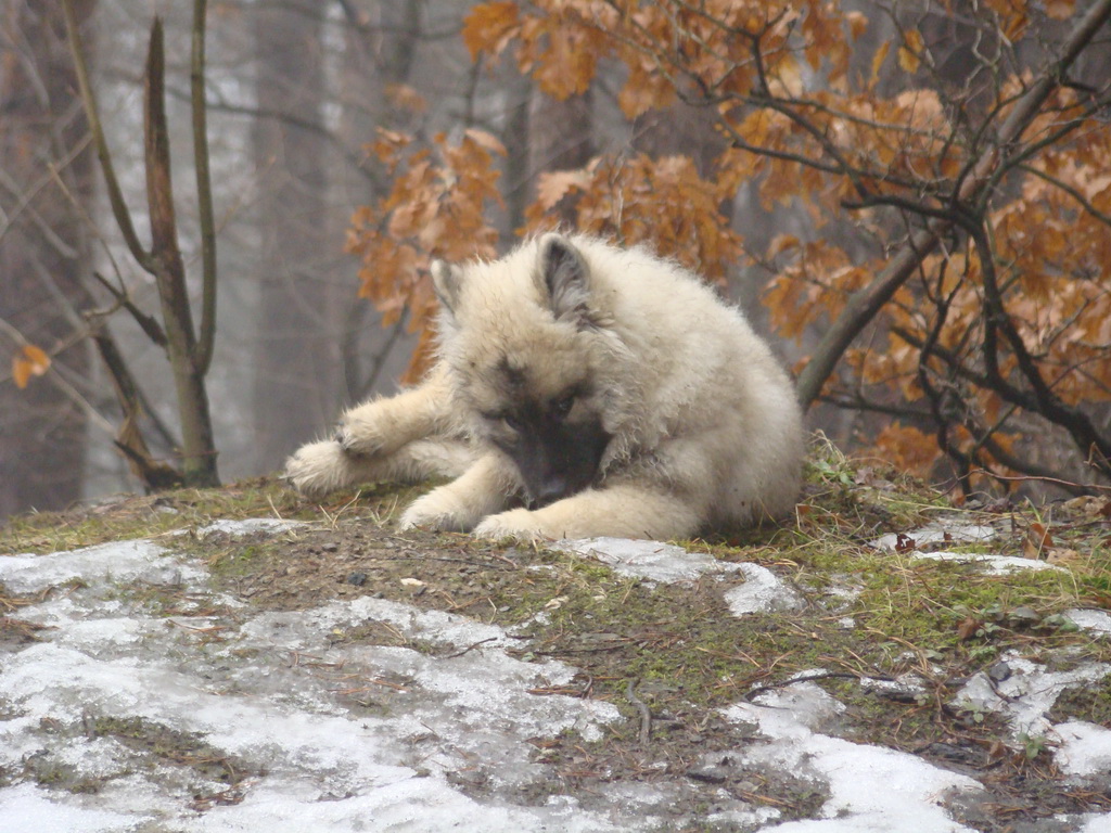 Bankov 20.01.2008