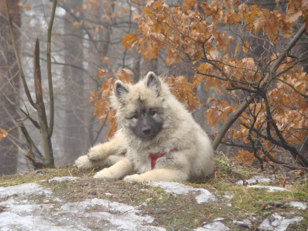 Bankov 20.01.2008