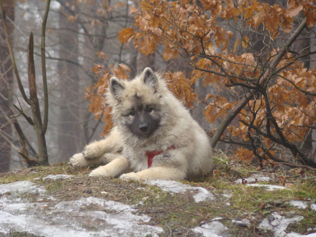 Bankov 20.01.2008