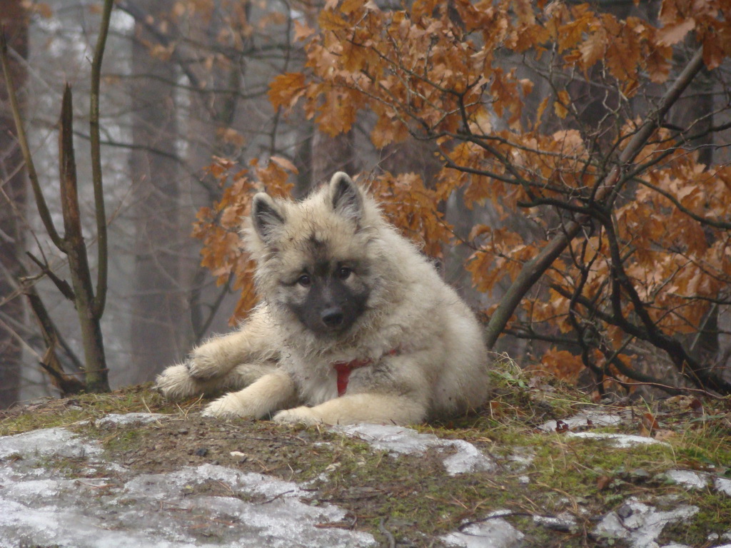 Bankov 20.01.2008