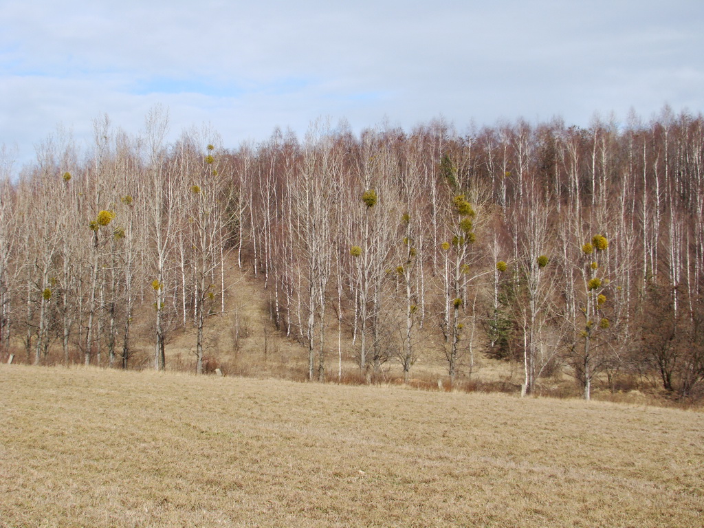 Bankov 24.02.2008