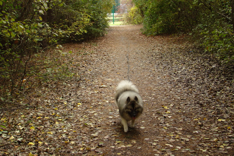 Bankov, 26.10.2008